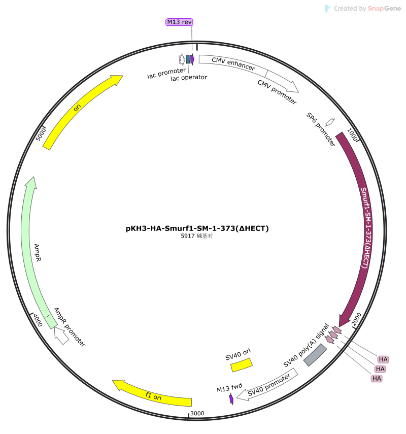 pKH3-HA-Smurf1-SM-1-373(∆ HECT)